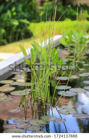 Young bamboo and lotus in a pond close up Design of an asiatic zen garden  