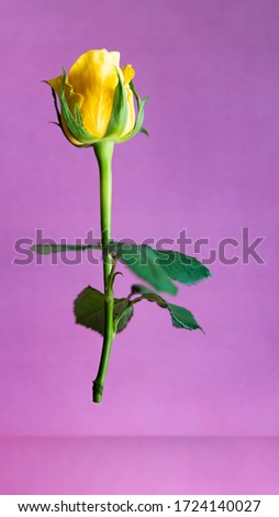 Yellow roses standing free on purple flat background .