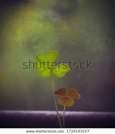green clover leaf against window in contrast with moody darkish background