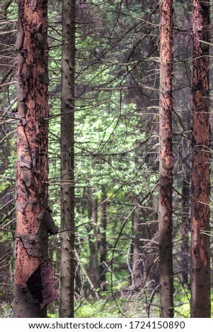 Bark beetle infestation in the spruce forest