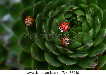 A three of red ladybugs on a green spiky plant succulent Saxifrage. The little ladybirds. Cute and beautiful macro for wallpaper or photo picture.