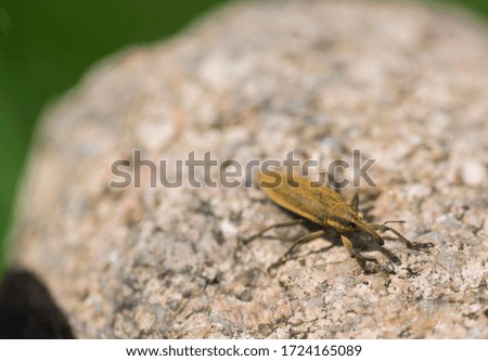 A small insect is caught on a stone.