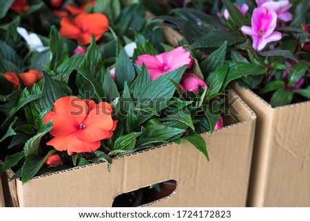 Boxes of colorful fresh flowers. Fresh flowers in cardboard boxes.