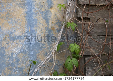 An old wall next to a vintage Board fence covered in ivy and bare branches