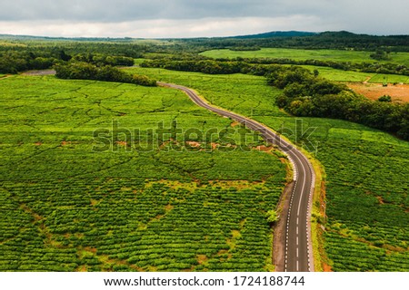 Aerial view from above of a road passing through tea plantations on the island of Mauritius, Mauritius