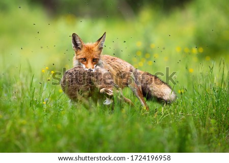 Cruel red fox, vulpes vulpes, holding caught hare in mouth and facing camera in green grass. Furry predator with killed prey on meadow in summer nature. Royalty-Free Stock Photo #1724196958