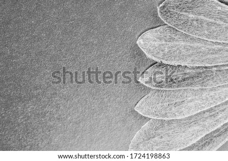black and white spring abstract  background. frame of beautiful  leaves on the gray textured  background