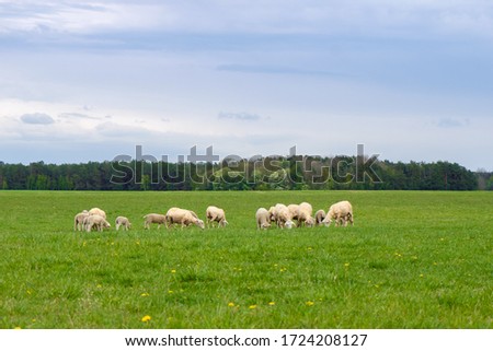  a flock of sheep grazes on a green field on a sunny day in summer