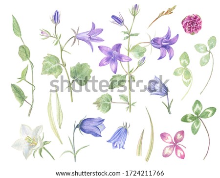 Watercolor illustrations set of different types of bluebells, clover and some herbs. Transparent and light summer colors. There are four-leaf clovers which bring luck (isolated white background).
