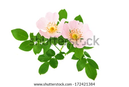 rose hips isolated on a white background
