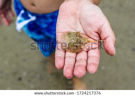 Child holding baby horseshoe crab in hand on beach.   Royalty-Free Stock Photo #1724217376