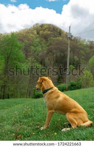 Dog in front of mountain on green grass with trees in Tennessee