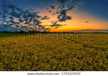 Blossom rapeseed on sundown, a wide panoramic background picture.