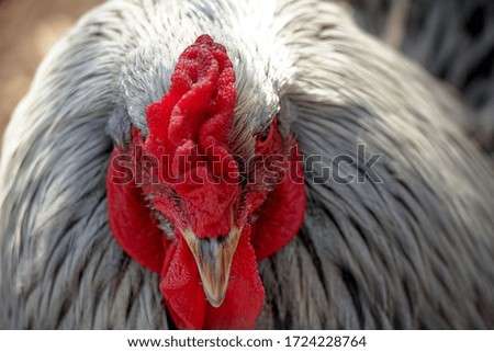 Domestic bird cock with large red crest and lush feathers