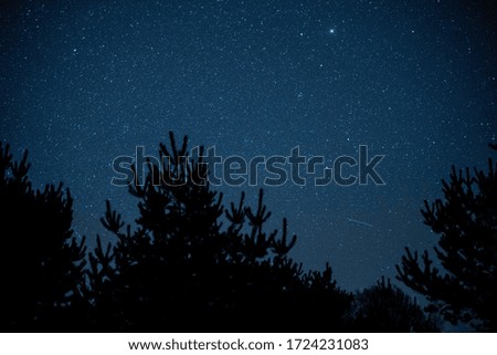 The silhouettes of trees under a blue starry sky during the night - great for backgrounds