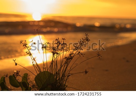 grass flower in the sunset beach view with blur background  
