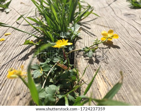 Grass with dandelions on a wooden path. Image with selective focus