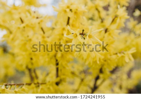 Beautiful yellow Forsythia deciduous shrubs (bush) flowers in the garden on blurred natural background at spring season. Outdoor garden flowers. Eastern tree. The first spring flowering plants