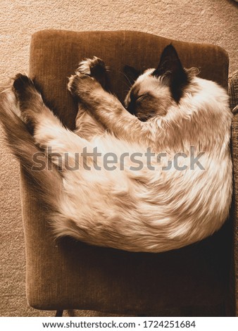 Ragdoll cat sleeping on a ottoman
