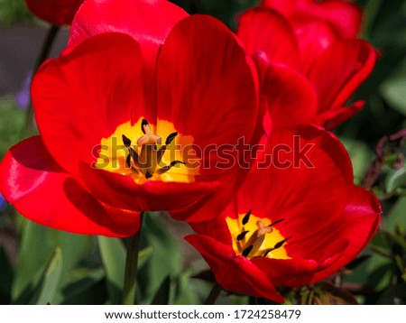 Tulips are colorful spring flowers on a Sunny day. Flower beds with bright tulip flowers.