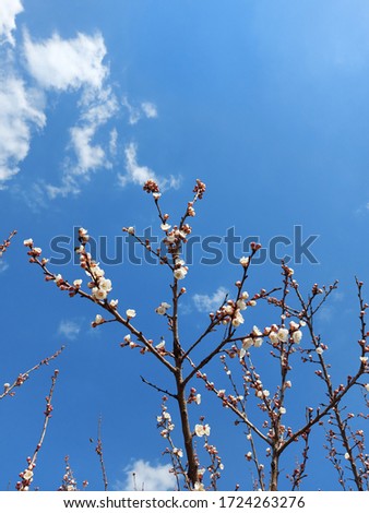 Apricot tree in bloom. Against the blue sky.