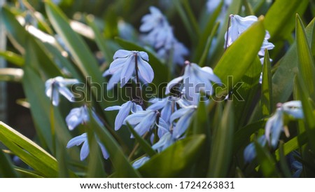 blooming spring tree bluebell. twigs brunch with little flowers photo with bokeh. spring white beautiful flowers on a blurred background. nice colors of the spring palette blue green
