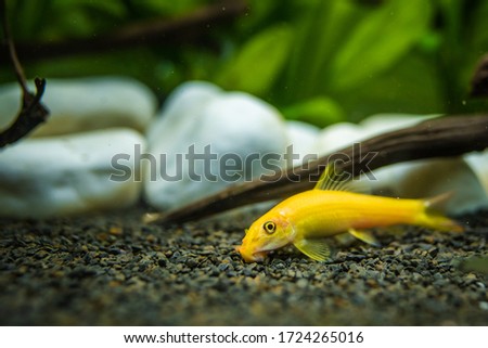 Yellow chinese algaey eater - Gyrinocheilus in fishtank cleaning gravel. Royalty-Free Stock Photo #1724265016