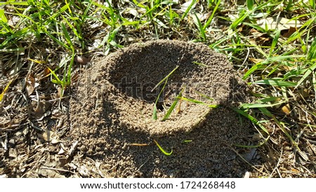 Round ant hill on lawn in florida