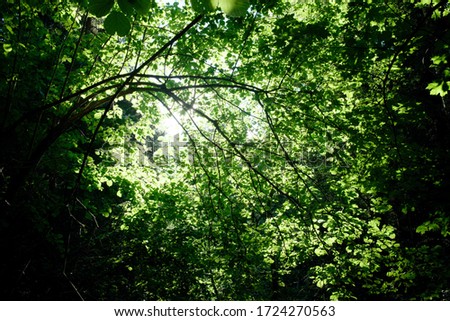 Tree branches with lash foliage in the forest. High quality photo. Backgrounds. 