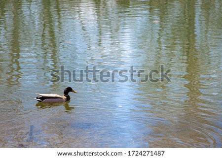 drake on the surface of the pond on a clear sunny day