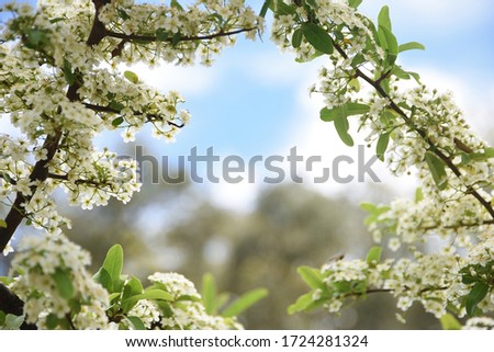 

Spring branches of Pyracantha coccinea with white flowers with copy space.