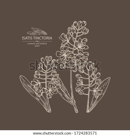 Background with isatis tinctoria: branch, isatis tinctoria flowers and leaves. Cosmetic and medical plant. Vector hand drawn illustration. 