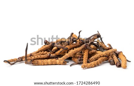 close up Ophiocordyceps sinensis or mushroom cordycep this is a herbs. Medicinal properties in the treatment of diseases. Royalty-Free Stock Photo #1724286490