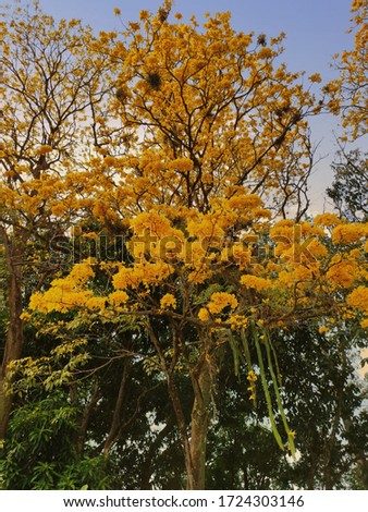 guayacan tabebuia tree with yellow flowers