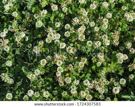 Floral background of White Clover or small Trefoil flowers, close up. Trifolium Repens or Dutch clover is herbaceous, ground cover, creeping, flowering, trifoliate plant in the bean family, Fabaceae.