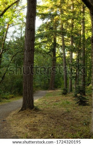 A vertical picture of a pathway surrounded by greenery in a forest under the sunlight