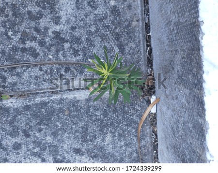 Grass growing in concrete stock