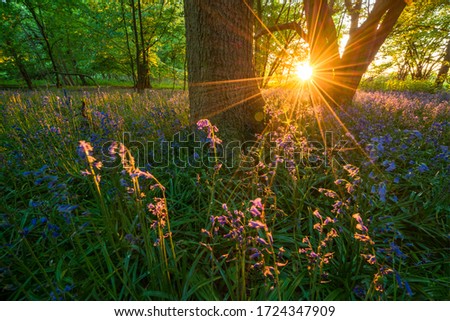 Woodland bluebell forest at sunset 