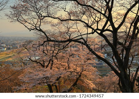 The town of Dawn and the cherry blossoms of the morning glow in Ichinoseki City, Iwate Prefecture