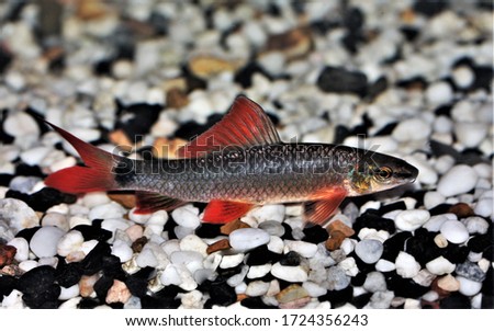 The beautiful rainbow shark in freshwater aquarium. Epalzeorhynchos frenatum is a species of Southeast Asian freshwater fish from the family Cyprinidae.