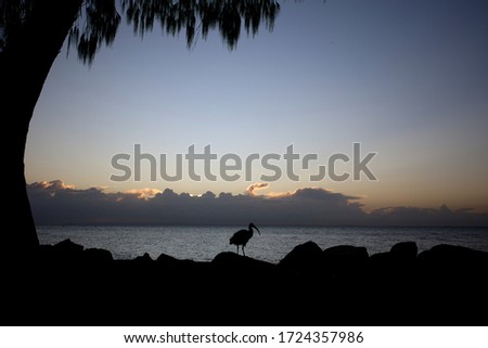 Sunrise: A lovely morning sunrise along the coast as the sun rises with blue and vivd colours in the sky, a silhouetted bird sits on the rocks in the forefront.