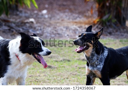Dogs playing: A close up of two lovely dogs at the park resting between playing.