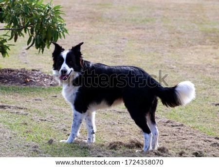 Dogs playing: Pretty black and white dog standing posing at the park outside.