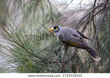 Bird: A small bird is perched on a branch in a tree at the park outside.