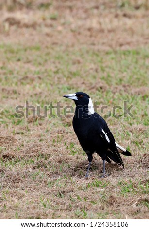 Magpie Bird: A black and white magpie looks off while standing on the grass at the park.
