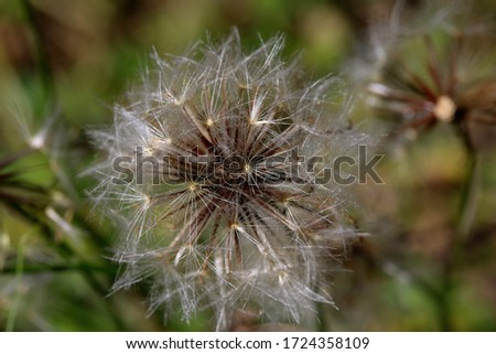 A close up macro shot of a dandelion flower fluff outside.