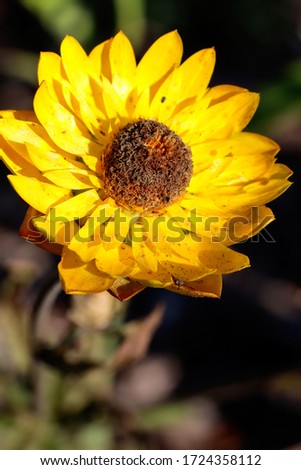 Flowers: A bright yellow flower shot in macro, vivid colours and very close up image to see fine detail and textures. 