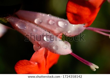 Flowers: Lovely pink floral bloom with morning dew, shot very up close in macro showing fine details and vivid colors.
