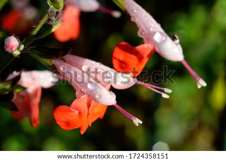 Flowers: A fine detailed image of red and pink flora in the gardens with water droplets on them, shot in macro.