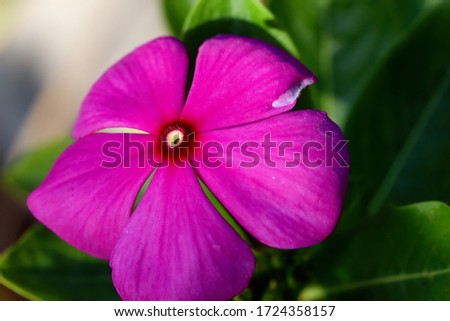 Flowers: Deep vivid pink flower with wide petals in the garden.